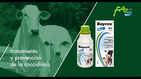 Baycox La Soluci N Para El Tratamiento Y Prevenci N De La