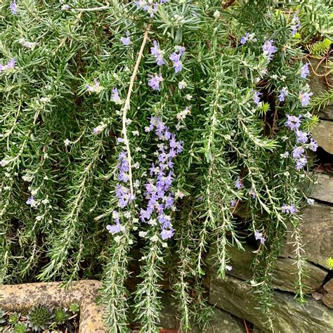 Salvia Rosmarinus Prostratus Group Syn Rosmarinus Officinalis