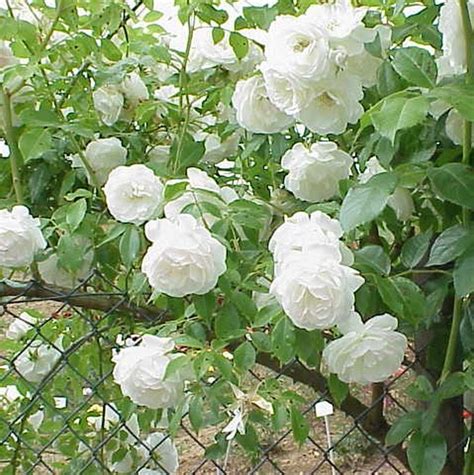 Iceberg White Climbing Rose Star Nursery Garden And Rock Centers