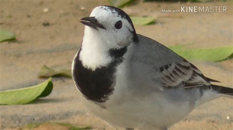 Bathing Scene Of White Wagtail Indian Birds Videos Youtube