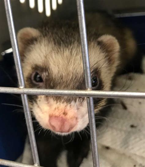 RSPCA appeals to find owner of stray ferret - Companion Life