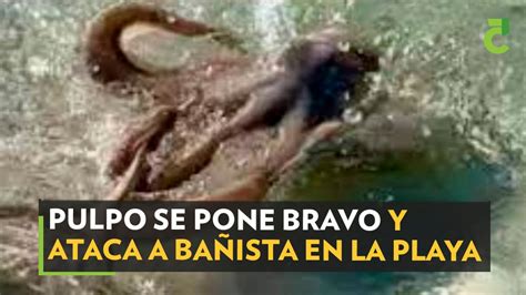 Pulpo Se Pone Bravo Y Ataca A Ba Ista En La Playa