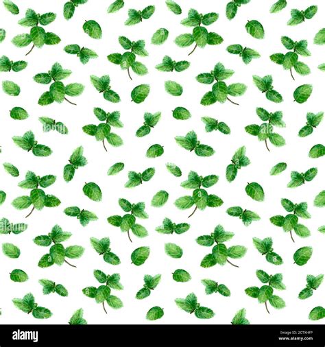 Mint Herb Spice Leaves Seamless Pattern On White Background Watercolor