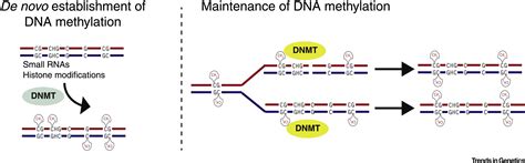 Dna Methylation Shared And Divergent Features Across Eukaryotes