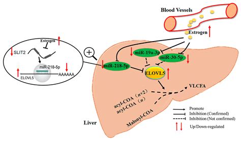 Ijms Free Full Text Estrogen Promotes Hepatic Synthesis Of Long