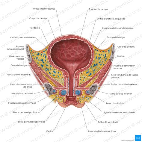 De Que Lado Fica A Bexiga Feminina - Bexiga e uretra: Anatomia, localização e função | Kenhub
