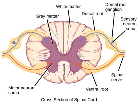 Sensory Somatic Nervous System Biology For Majors Ii