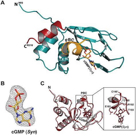 Structure Of The Pkg I Cgmp Complex A Ribbon Diagram Of