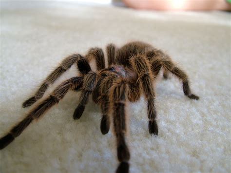 20 Rose Haired Tarantula Facts - Facts.net