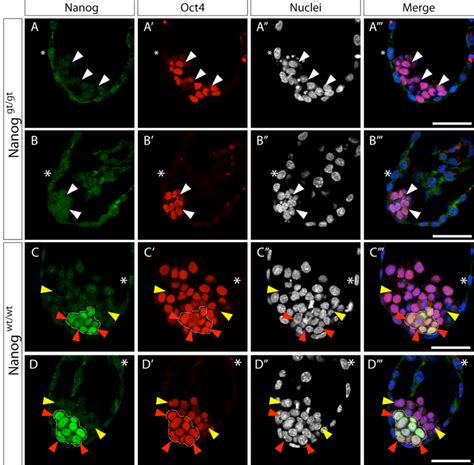 Nanog And Oct Expression In Mutant And Control E Embryos