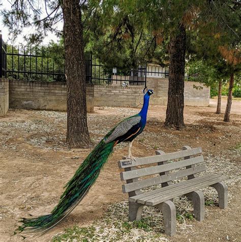 Peacocks Hide Throughout Historic Downtown Glendale Sahuaro Ranch Glendale Independent