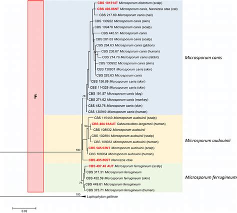 Maximum Likelihood Phylogenetic Tree Raxml V Based On Its And