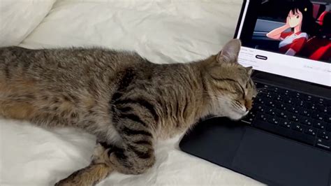 Sweet Bb S Sex Videos Recorded Cam Shows Stripchat