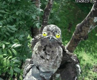 Potoo Bird GIFs - Find & Share on GIPHY