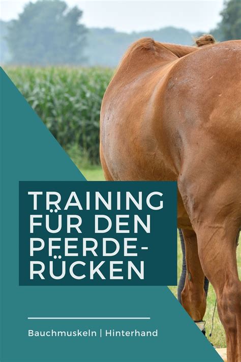 Pferder Ckentraining Trainingstipps Und Ideen Pferd