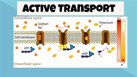 Three examples of active transport