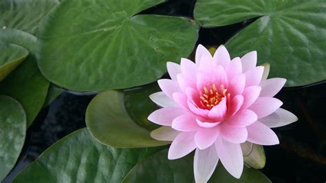 1920x1080 pink, lotus, stem, flower, lily, water lily - Coolwallpapers.me!