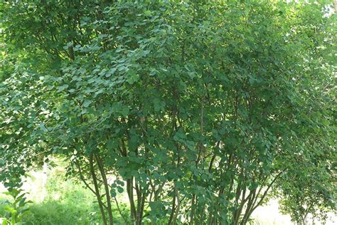 Tips For Growing Saskatoon Serviceberries Gardeners Path