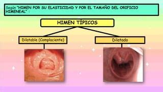 Himeneolog A Ppt