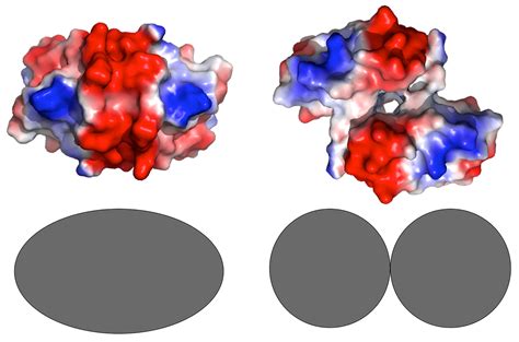 Shape matters in macromolecular crowding