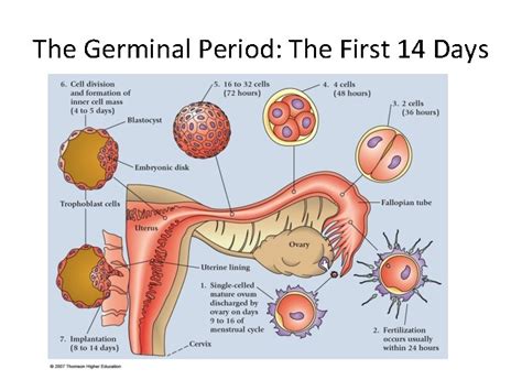 Prenatal Stages Of Development Objectives You Will Be