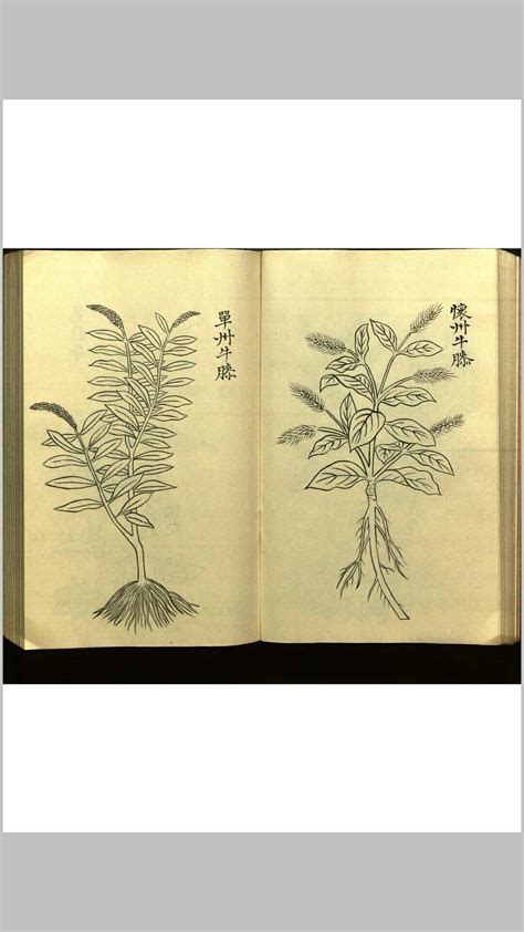 绍兴校定经史证类备急本草画 据卷二至五目录题 五卷 宋 高绍功 等校定 红叶山古籍文库