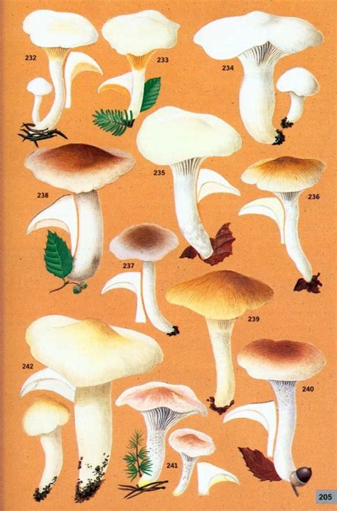 Guide Des Champignons De France Et D Europe Guide To The Mushrooms Of