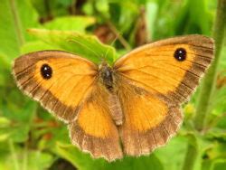 Oranje Zandoogje Vlinders Natuur Dichtbij