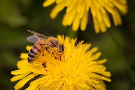 Honey Bee Covered With Yellow Pollen Collecting Nectar From Dandelion