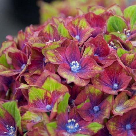 Гортензия крупнолистная Шлосс Вакербарт - купить с доставкой по ...