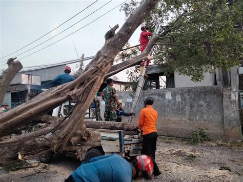 Pohon Beringin Tumbang Timpa Mobil Pikap Di Bogor Terluka Okezone