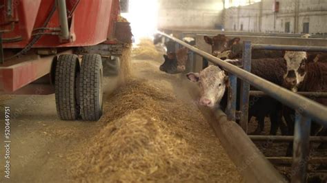 Cattle Farm Feed Pouring Close Up Of A Special Truck Pouring Feed For