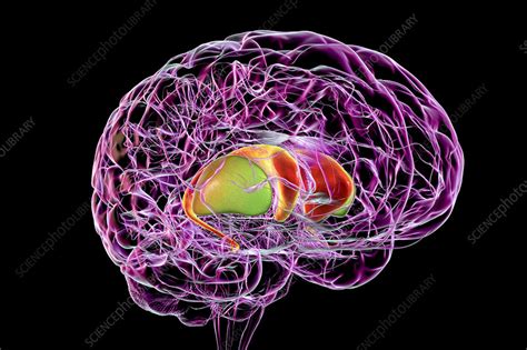 Dorsal striatum in the brain, illustration - Stock Image - F033/5816 ...