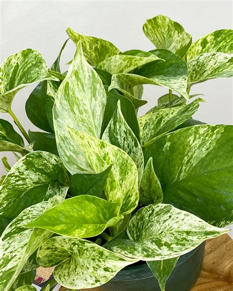 Marble Queen Pothos Plantvine