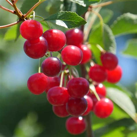 Montmorency Cherry Trees for Sale at Arbor Day's Online Tree Nursery ...