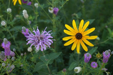 Native MN wildflowers - diversity is the key to success with. Black ...