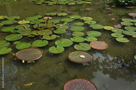 Victoria amazonica and a pink water lily in a pond in a botanical ...