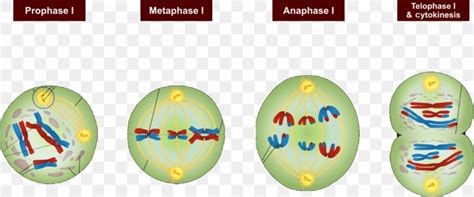 Fajarv: Prophase Cell Division