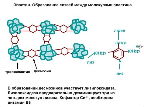 Соединительная ткань. Биохимия межклеточного матрикса. (Тема 8 ...