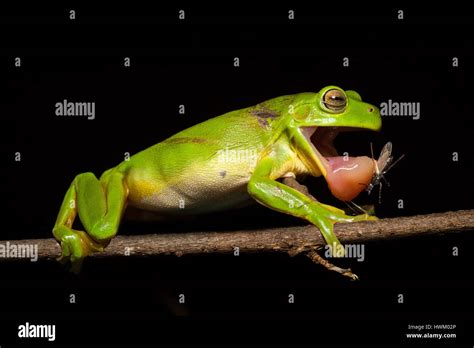 Frog Tongue Hi Res Stock Photography And Images Alamy