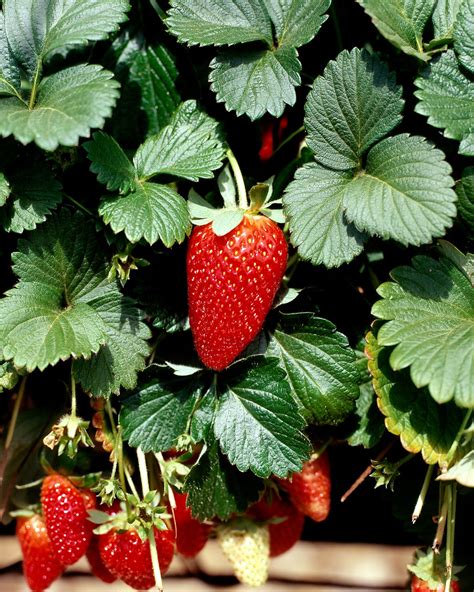 US$42M of strawberries, lettuce goes to waste in the U.K ...