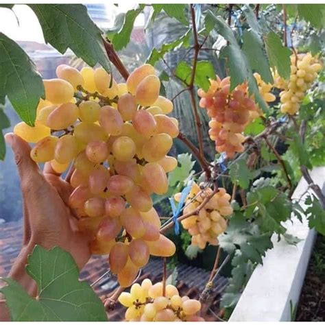 Jual Bibit Anggur Import Trans Grafting Valid Shopee Indonesia