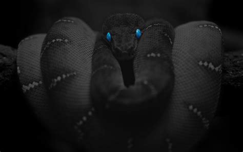 Black Snake Blue Eyes Wallpaper - EroFound