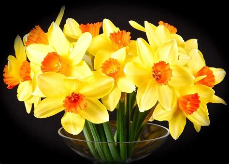 Online Crop Yellow Daffodil Flower Bouquet Close Up Photography HD