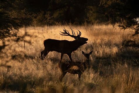 Ciervo Macho En La Pampa Argentina Reserva Natural Parque Luro Foto