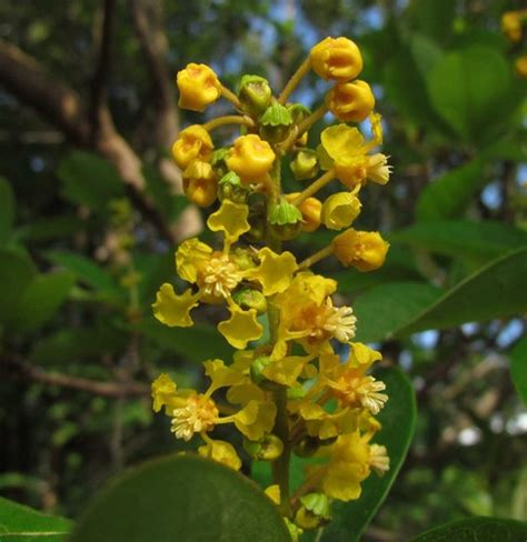 Nananche Byrsonima Crassifolia