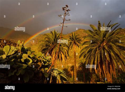 Rainbow Above Palm Trees Valley Of El Risco Near Agaete Natural