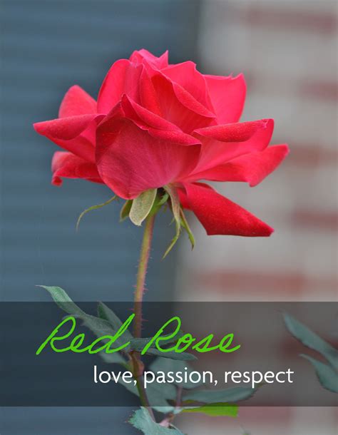 A Valentine's Day Guide to The Meaning of Rose Colors