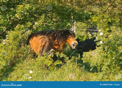 Wild Mare Of Exmoor Pony In Natural Habitat Stock Photo Image Of