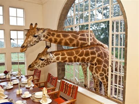 Giraffe Manor – Hotel Review | Condé Nast Traveler